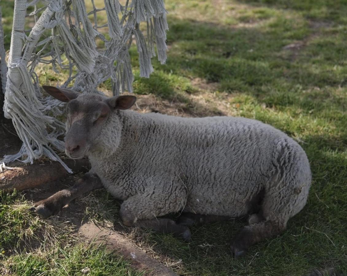 La Billardiere Camping A La Ferme Le Menil-Ciboult Exterior foto
