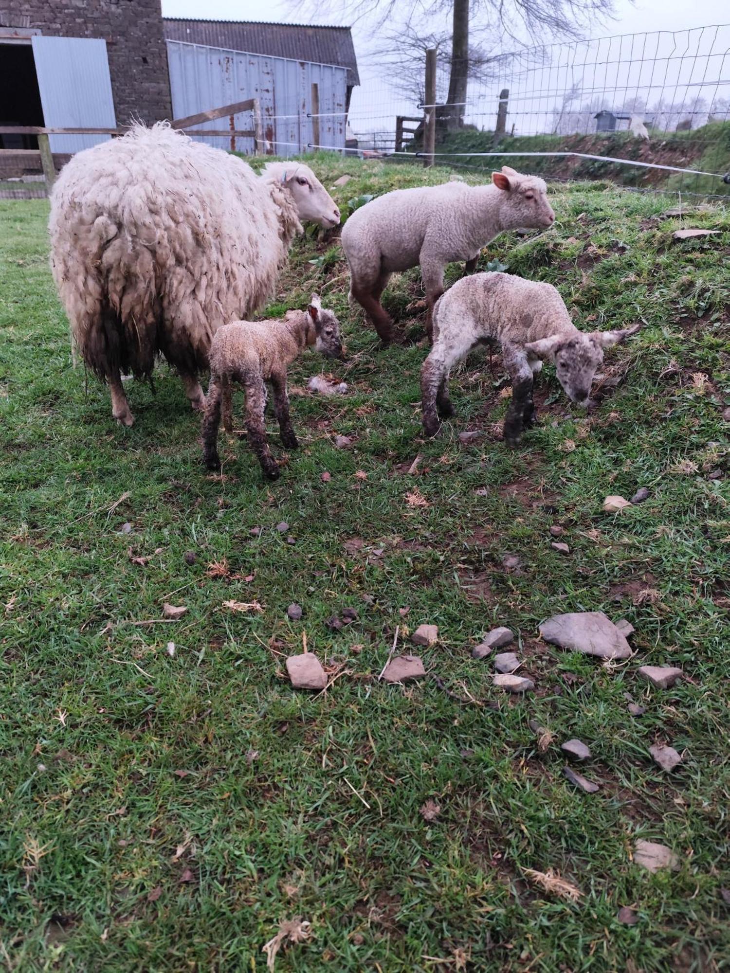 La Billardiere Camping A La Ferme Le Menil-Ciboult Exterior foto