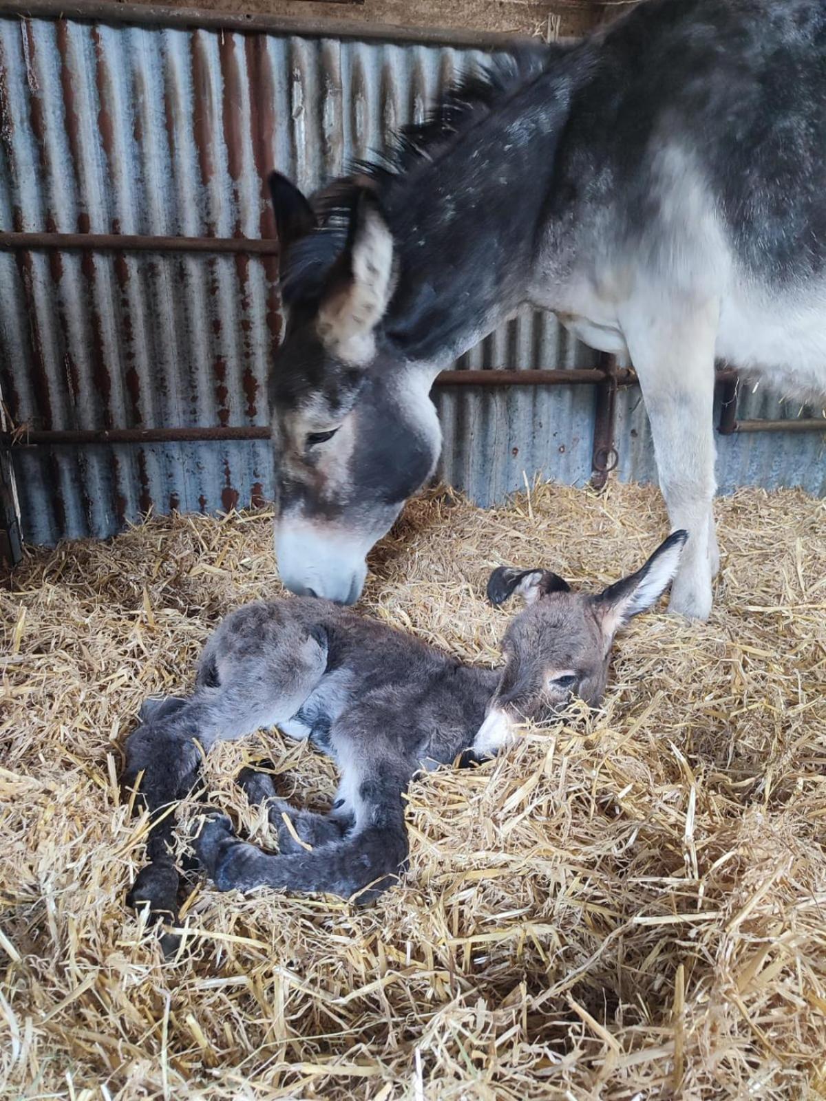 La Billardiere Camping A La Ferme Le Menil-Ciboult Exterior foto